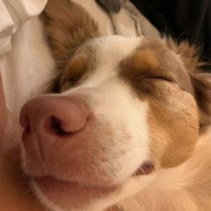 Meet your Posher, Morgan